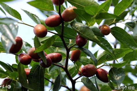 紅棗盆栽|紅棗樹怎麼盆栽種植？一株變2株的養殖方法？｜小苗定植，如何 